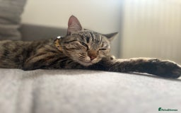 Mixed Breed cats for sale: Female cat  - Image 2