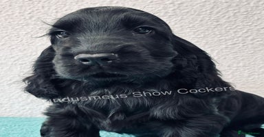Cocker Spaniel dogs - Advert 1