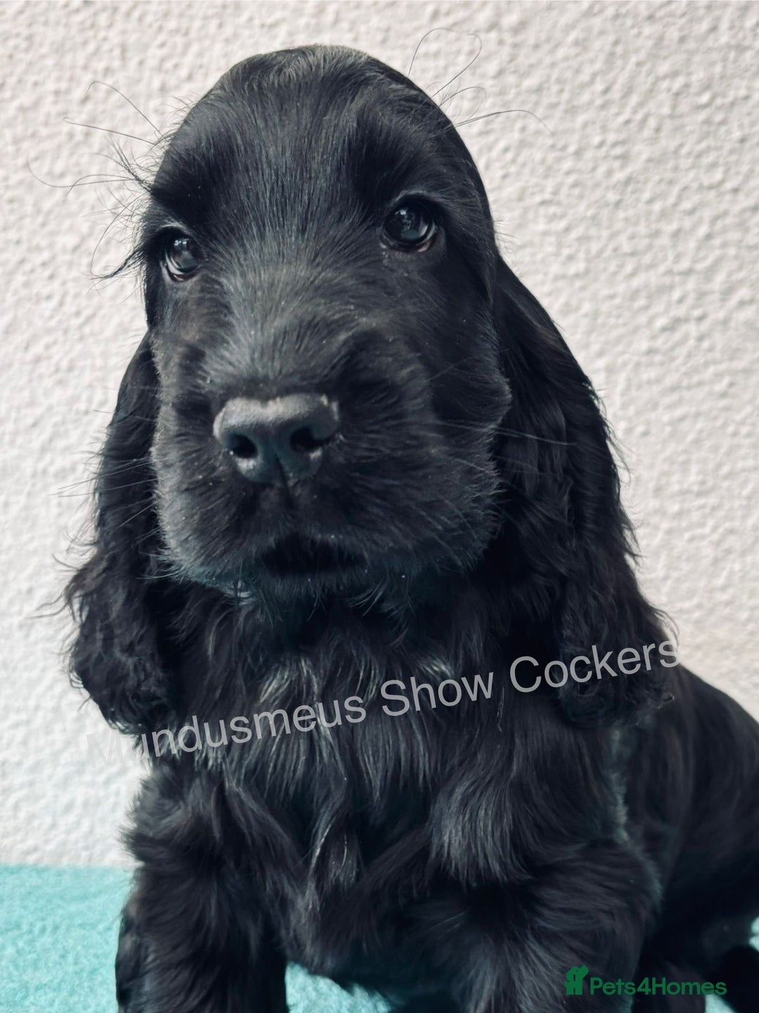 Cocker Spaniel dogs for sale: READY NOW Last boy, import line show cockers - Image 3