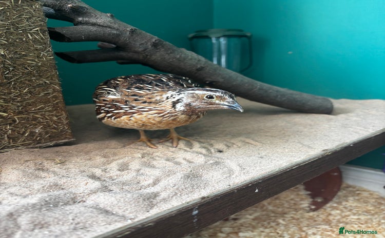 Quail poultry - Advert 1