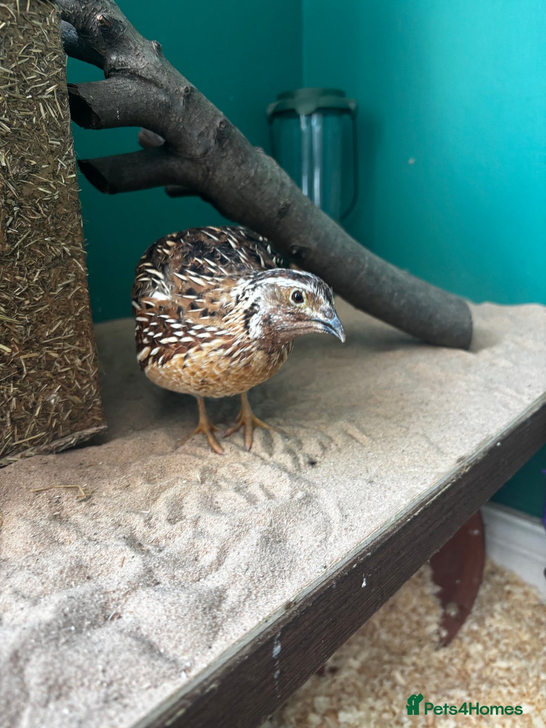 Quail poultry for sale: Quail - Image 1