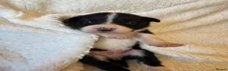 Border Collie dogs for sale: Pure Bred Border Collie Puppies For Sale - Advert 15