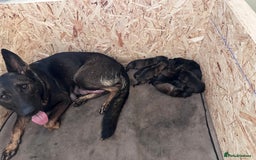 German Shepherd dogs for sale: 7 stunning kc reg working German shepherd pups - Image 3