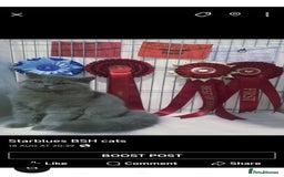 British Shorthair cats for stud:  GCCF registered STUD CHOCOLATE B blood group  in Beaconsfield - Image 12