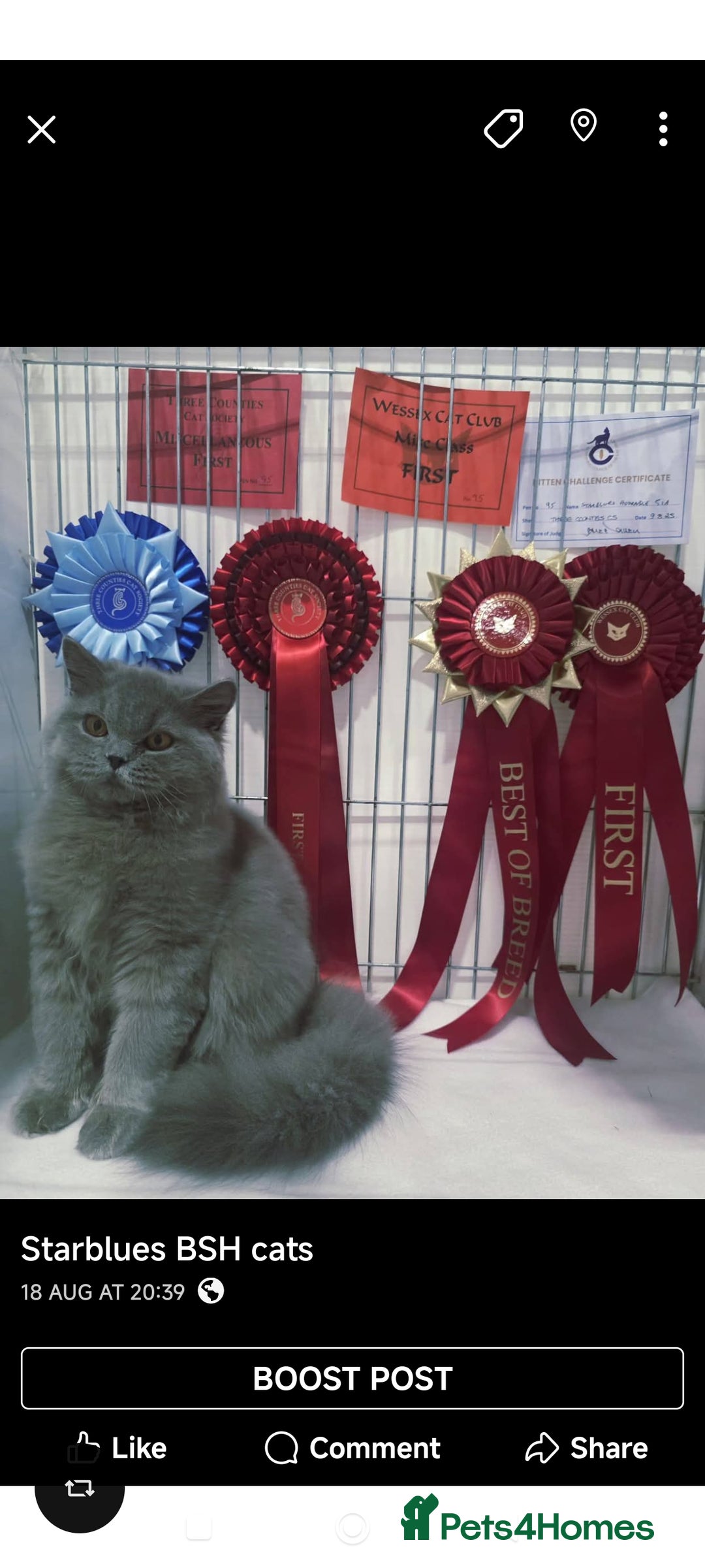 British Shorthair cats for stud:  GCCF registered STUD CHOCOLATE B blood group  in Beaconsfield - Image 12
