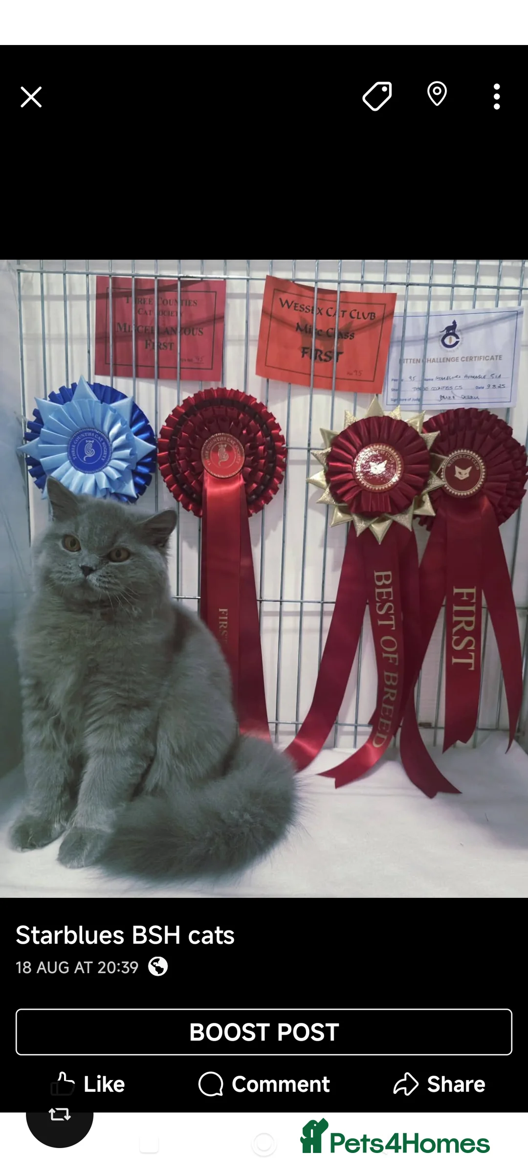 British Shorthair cats for stud:  GCCF registered STUD CHOCOLATE B blood group  in Beaconsfield - Advert 12