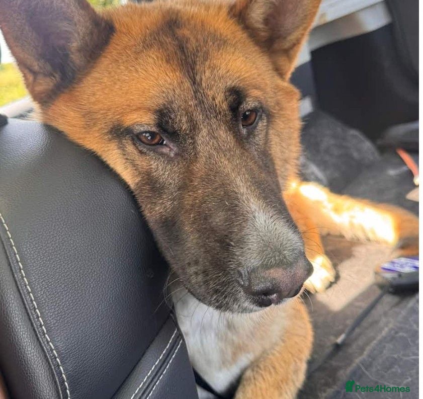 Mixed Breed dogs Loving 1yo Shepkita (GSD x Akita) Needs Home - Advert 17