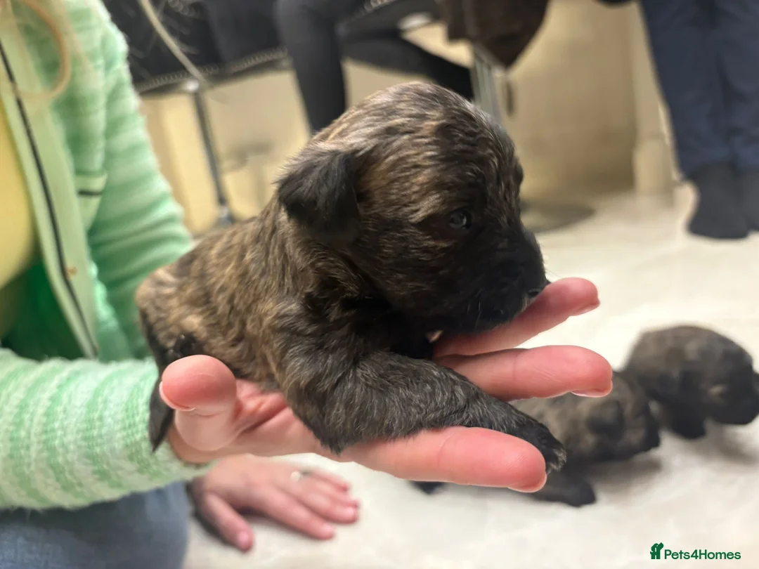 Westiepoo dogs for sale: Westiepoo west highland terrier x Toy poodle - Advert 6