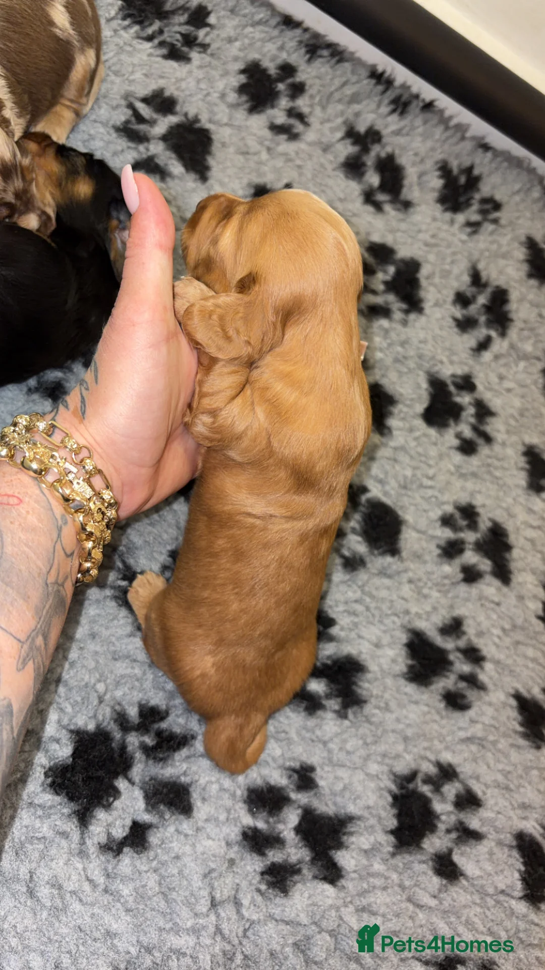 Miniature Dachshund dogs for sale: KC Long Haired Mini Dachshund - Cream/Red/Black - Advert 15