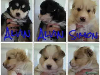 Pomsky dogs Pomsky puppies with Husky masks - Advert 4