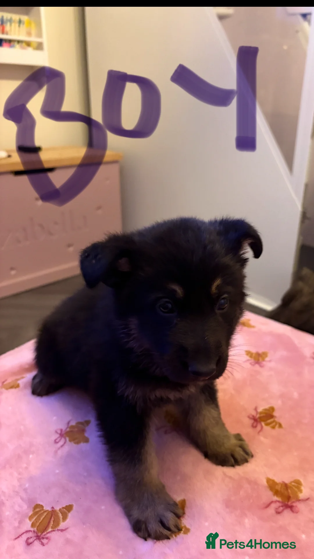 German Shepherd dogs for sale: Beautiful German shepherd Puppies - Advert 8