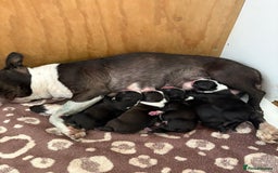 Boston Terrier dogs for sale: K.C. BEAUTIFUL BOSTON TERRIER PUPPIES - Image 18