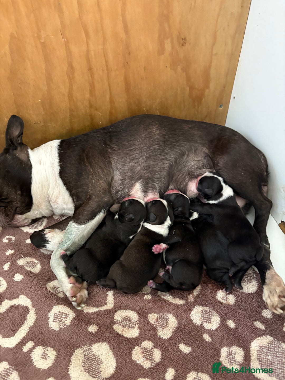 Boston Terrier dogs for sale: K.C. BEAUTIFUL BOSTON TERRIER PUPPIES - Image 18