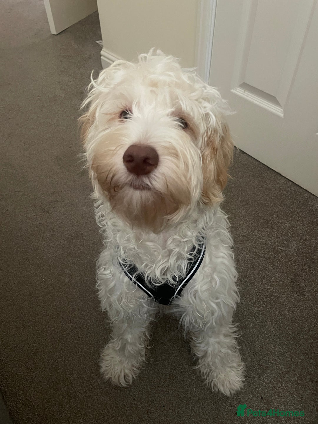 Cockapoo dogs for sale: Extremely sad situation- for rehome - Advert 2