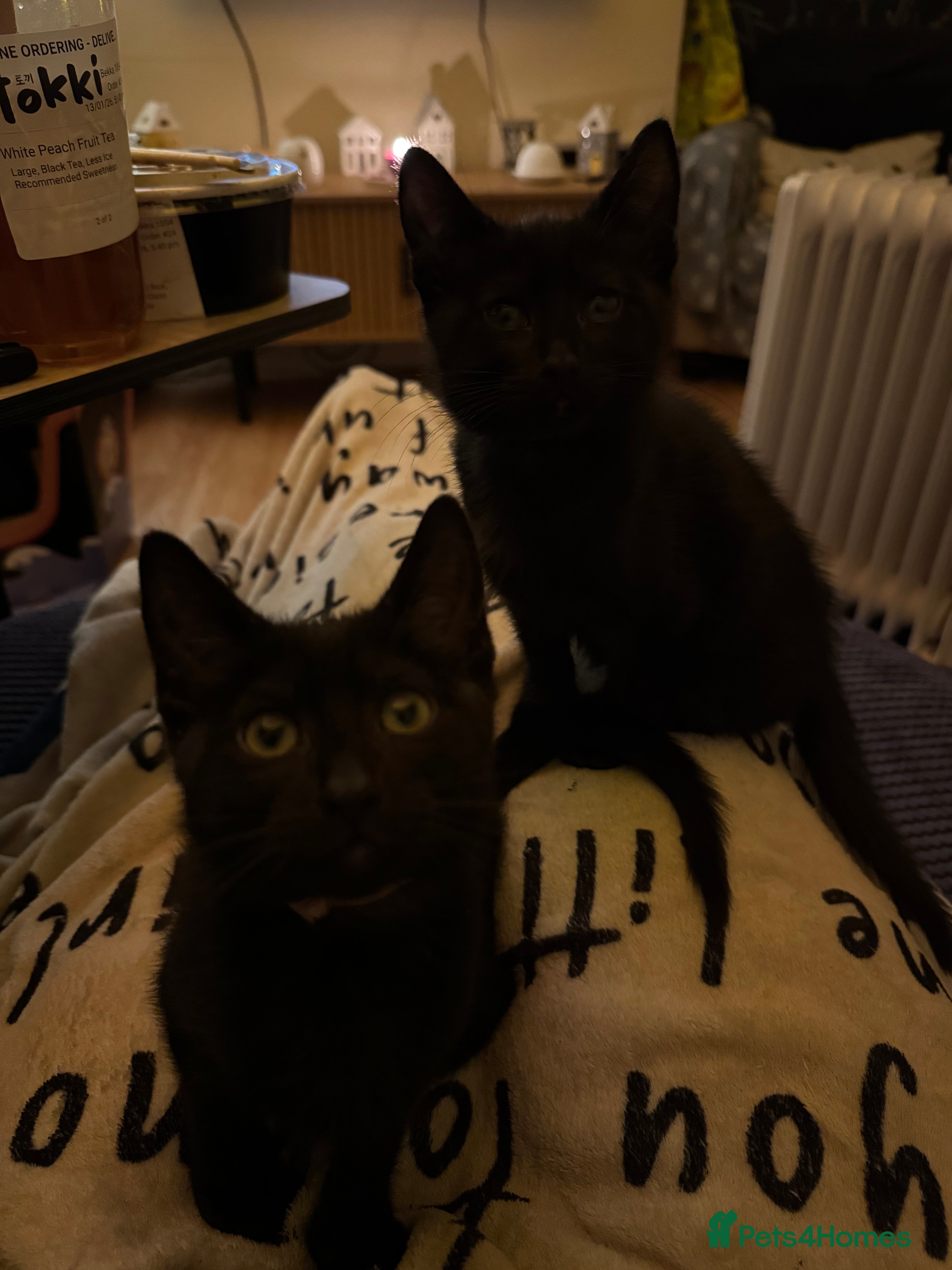 Mixed Breed cats Melanistic bengals/siamese’s (bengalese) - Advert 6