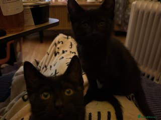Mixed Breed cats Melanistic bengals/siamese’s (bengalese) - Advert 6