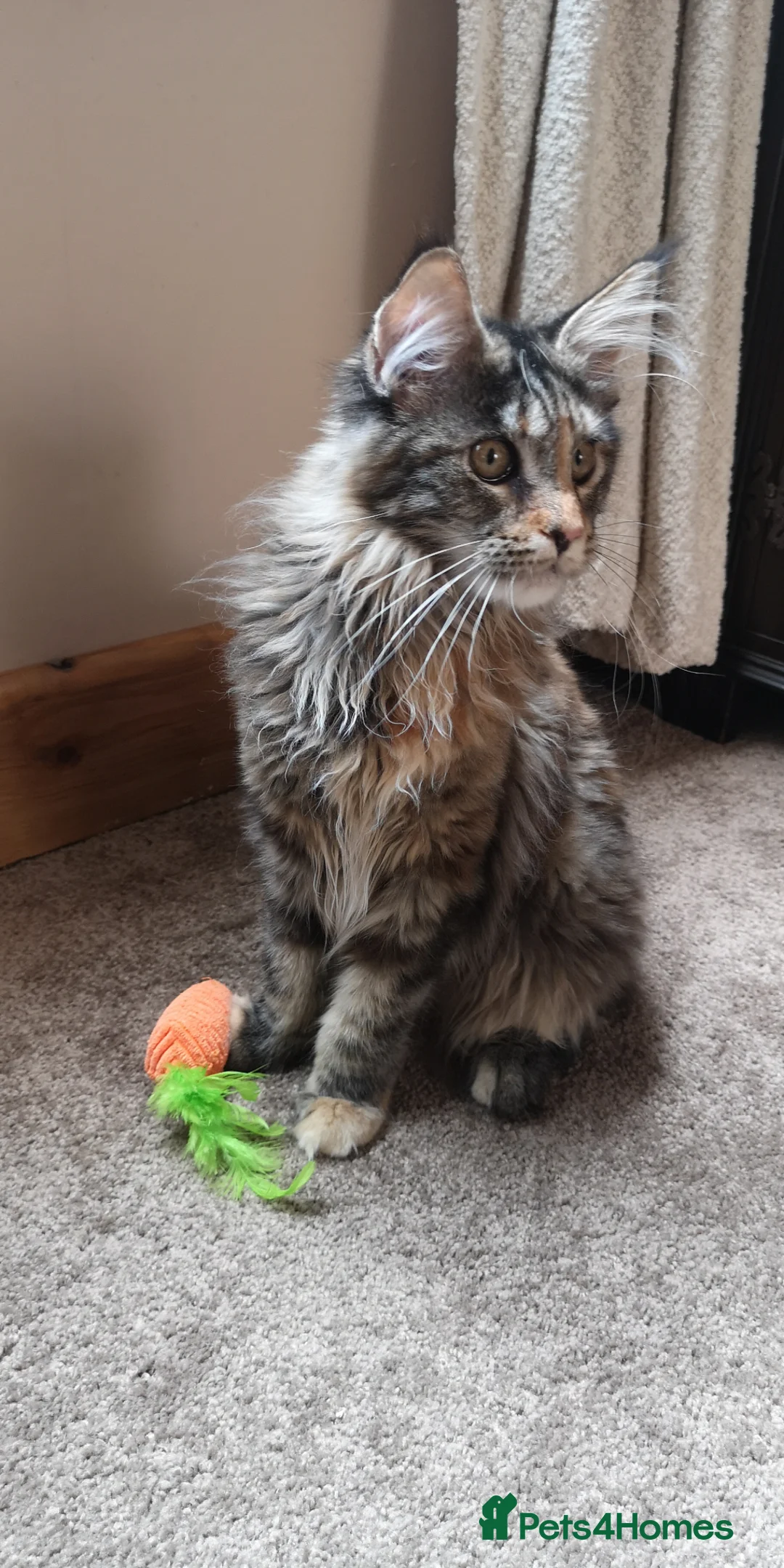 Maine Coon cats for sale: TICA Registered Maine Coon Kittens  - Advert 2