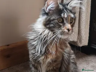 Maine Coon cats TICA Registered Maine Coon Kittens - Advert 11