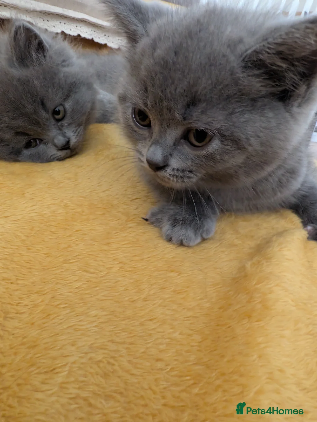 British Shorthair cats for sale: British Shorthair Kittens - Advert 2