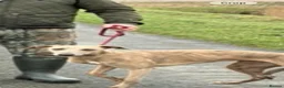 Lurcher dogs for sale: Collie greyhound whippet greyhound Lurcher pups  - Advert 10