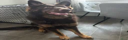 German Shepherd dogs for sale: chocolate german shepherd  - Advert 3