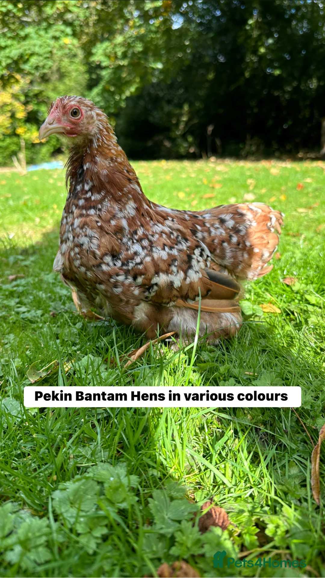 Chickens poultry for sale: Bantams available in a massive selection of breeds - Advert 8