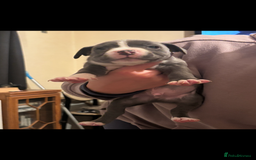 Staffordshire Bull Terrier dogs for sale: Staffy puppies  - Advert 2