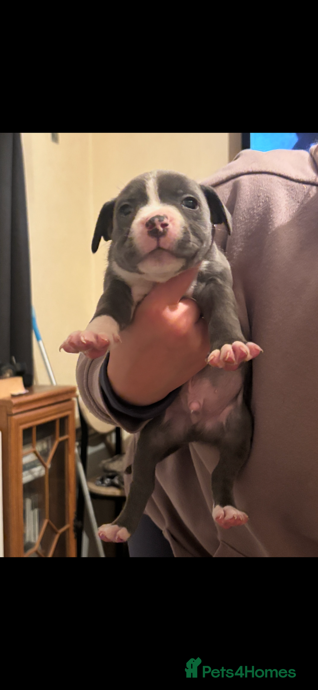 Staffordshire Bull Terrier dogs for sale: Staffy puppies  - Advert 2