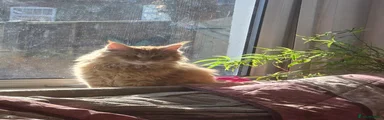 Maine Coon Kitten 1
