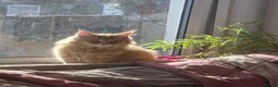 Maine Coon cats for sale: Beautiful Mainecoon kittins to sale - Advert 8