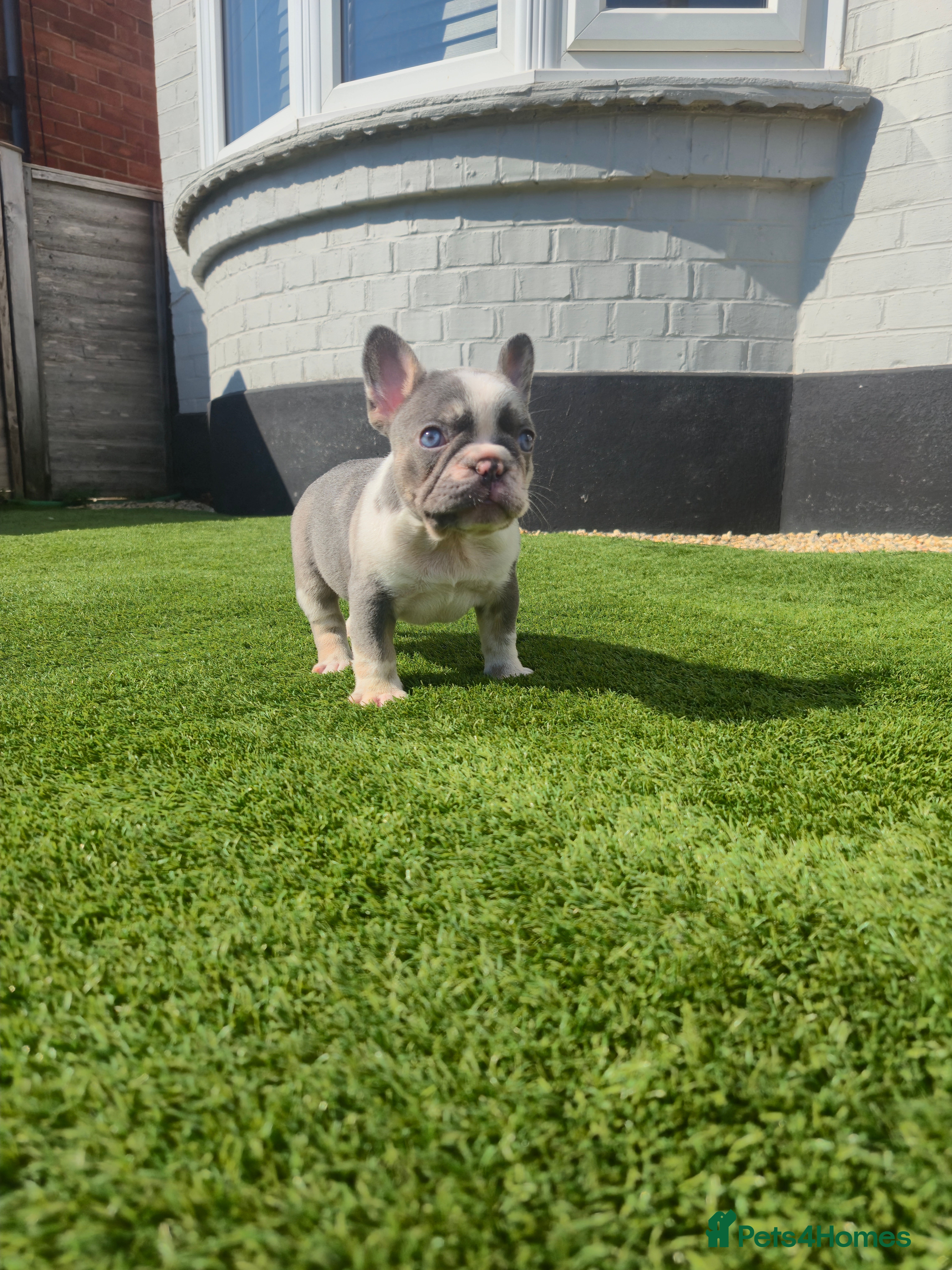 French Bulldog dogs Ready this weekend, Quality KC Registered Frenchie - Advert 5