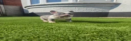 French Bulldog dogs for sale: Top Quality KC Registered French Bulldog 2x Micro  in Bournemouth - Advert 14