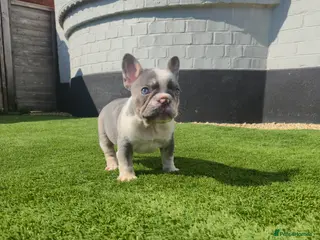 French Bulldog dogs Ready this weekend, Quality KC Registered Frenchie - Advert 5