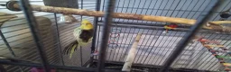 Cockatiels birds for sale: Male cockatiel with 5.5 foot cage - Advert 3