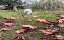 Pomeranian dogs for sale: ** Pomeranian/700g-11 week Champion EU Bloodline  - Image 14