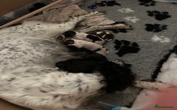 Sprocker dogs for sale: SPROCKER PUPPIES FOR SALE - Image 14