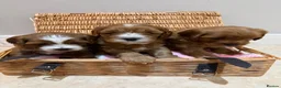 Cavapoo dogs for sale: Adorable Cavapoo Puppies looking for ⭐⭐⭐⭐⭐ homes in Harrogate - Advert 16