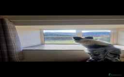 Border Collie dogs for sale: Border collie puppies with KC registered parents - Image 3