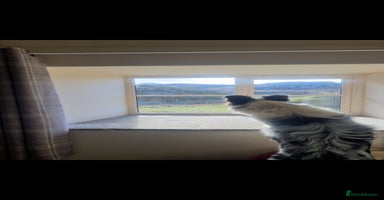 Border Collie dogs - Advert 3