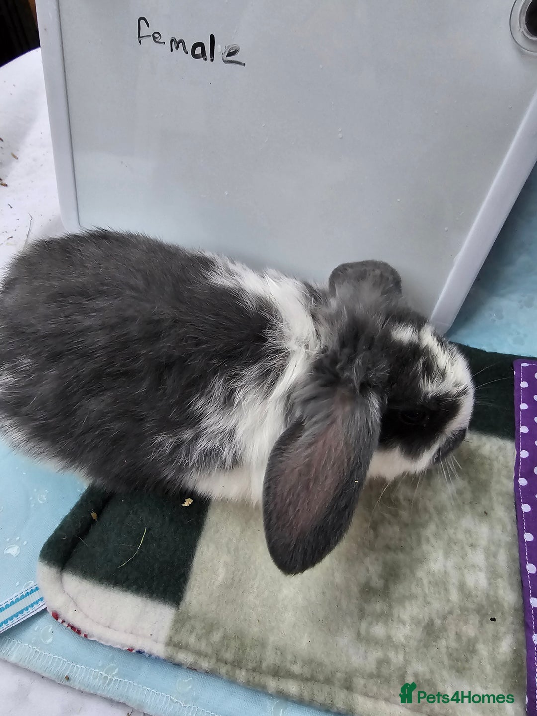 Mini Lop rabbits for sale: ✨️Mini Lop Litter✨️ - Advert 13