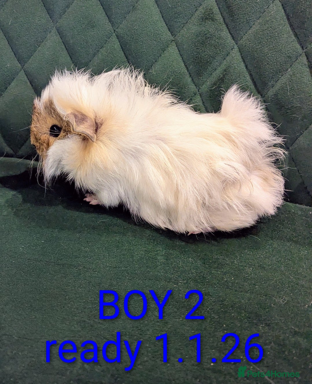 Guinea Pig rodents for sale: GUINEA PIGS ROR SALE - Advert 2