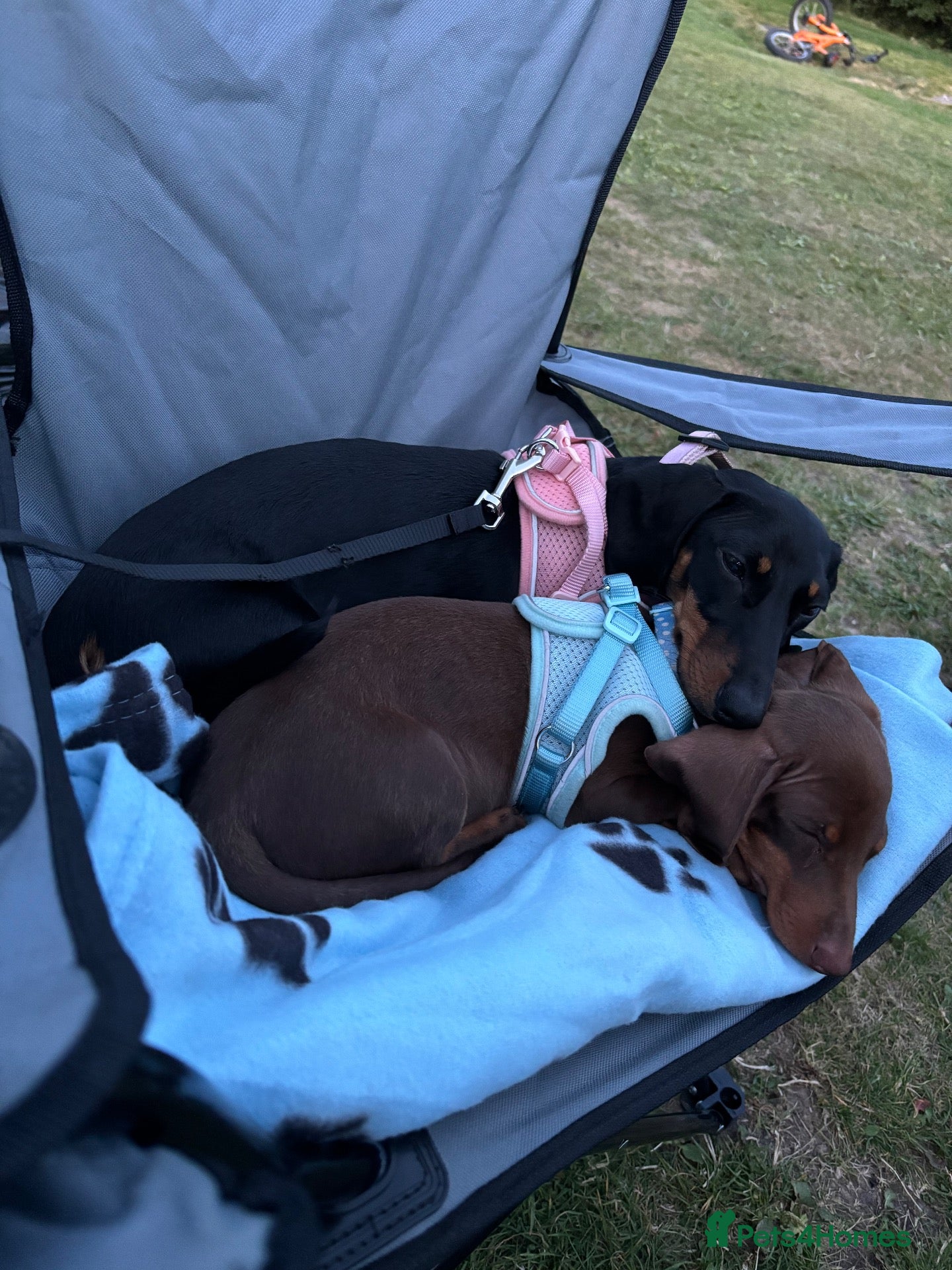 Miniature Dachshund dogs 5 miniature black & tan dachshunds  - Advert 4