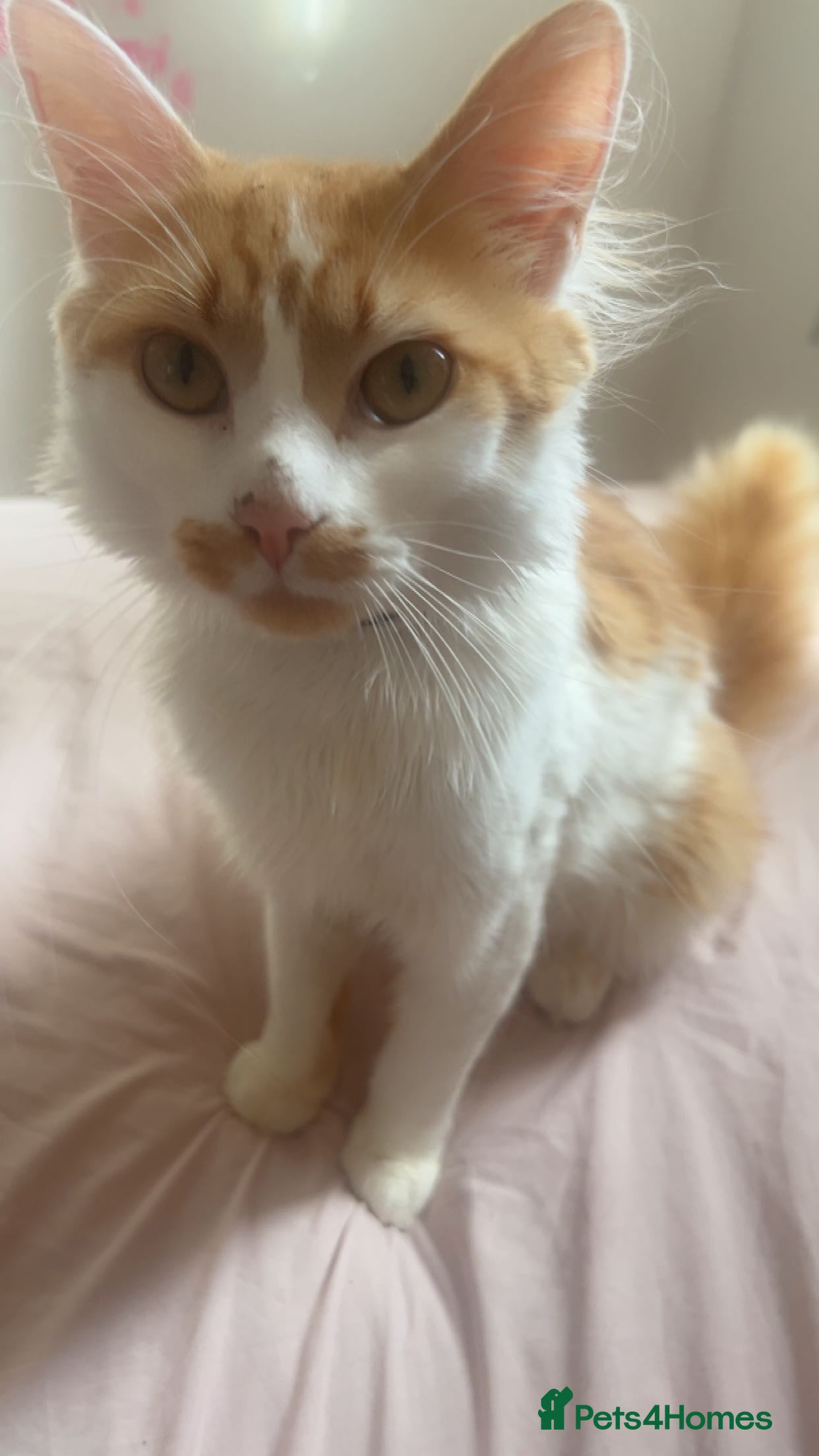 Mixed Breed cats 2 Cats for rehome. - Advert 1