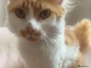 Mixed Breed cats 2 Cats for rehome. - Advert 12