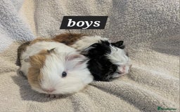 Guinea Pig rodents for sale: Baby sheltie and texel guineapigs  - Advert 8