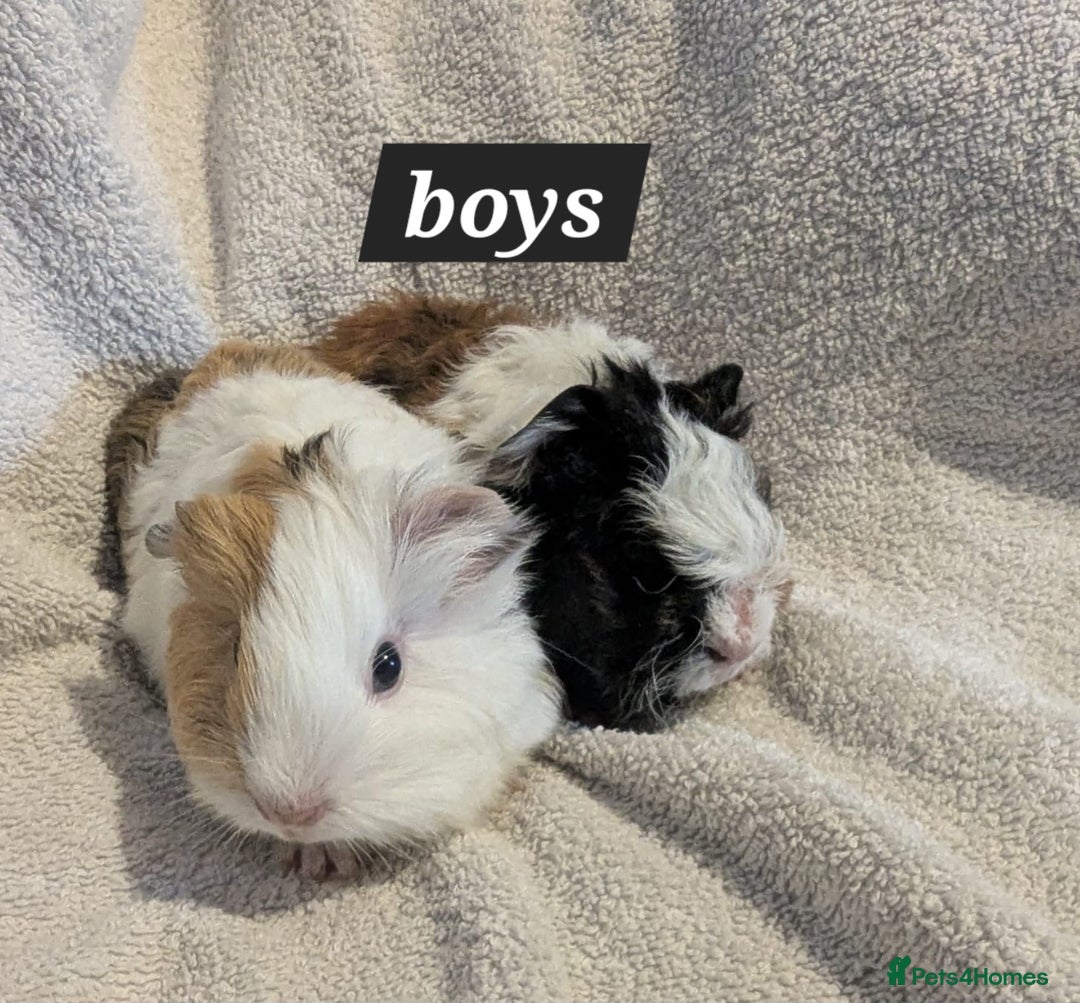 Guinea Pig rodents for sale: Baby sheltie and texel guineapigs  - Advert 8