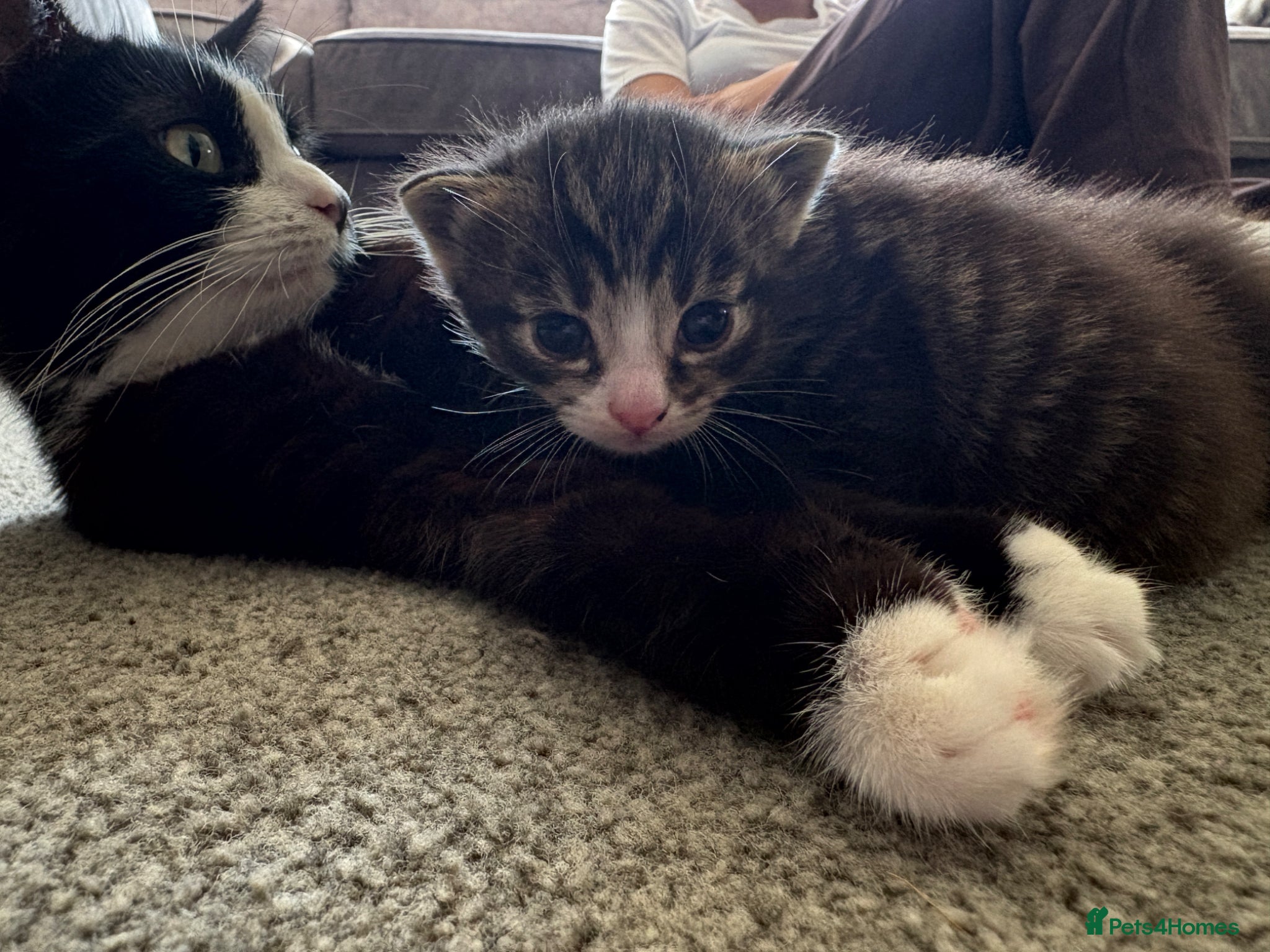 Mixed Breed cats for sale: Black Kitten for sale  in Eastleigh - Advert 1