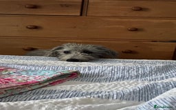 Bedlington Terrier dogs for sale: bedlington cross whippets - Image 8