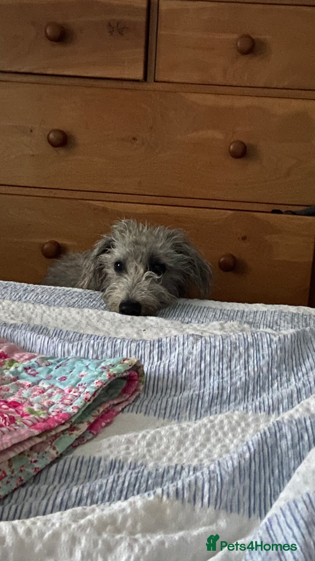 Bedlington Terrier dogs for sale: bedlington cross whippets - Image 8