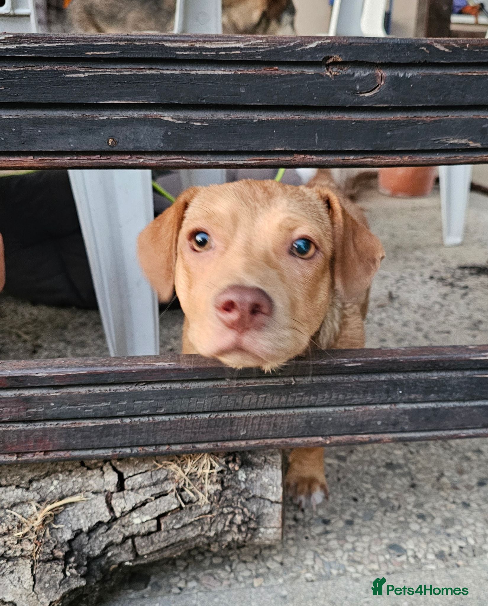 Mixed Breed dogs Arnie - Adorable small breed cross  - Advert 18